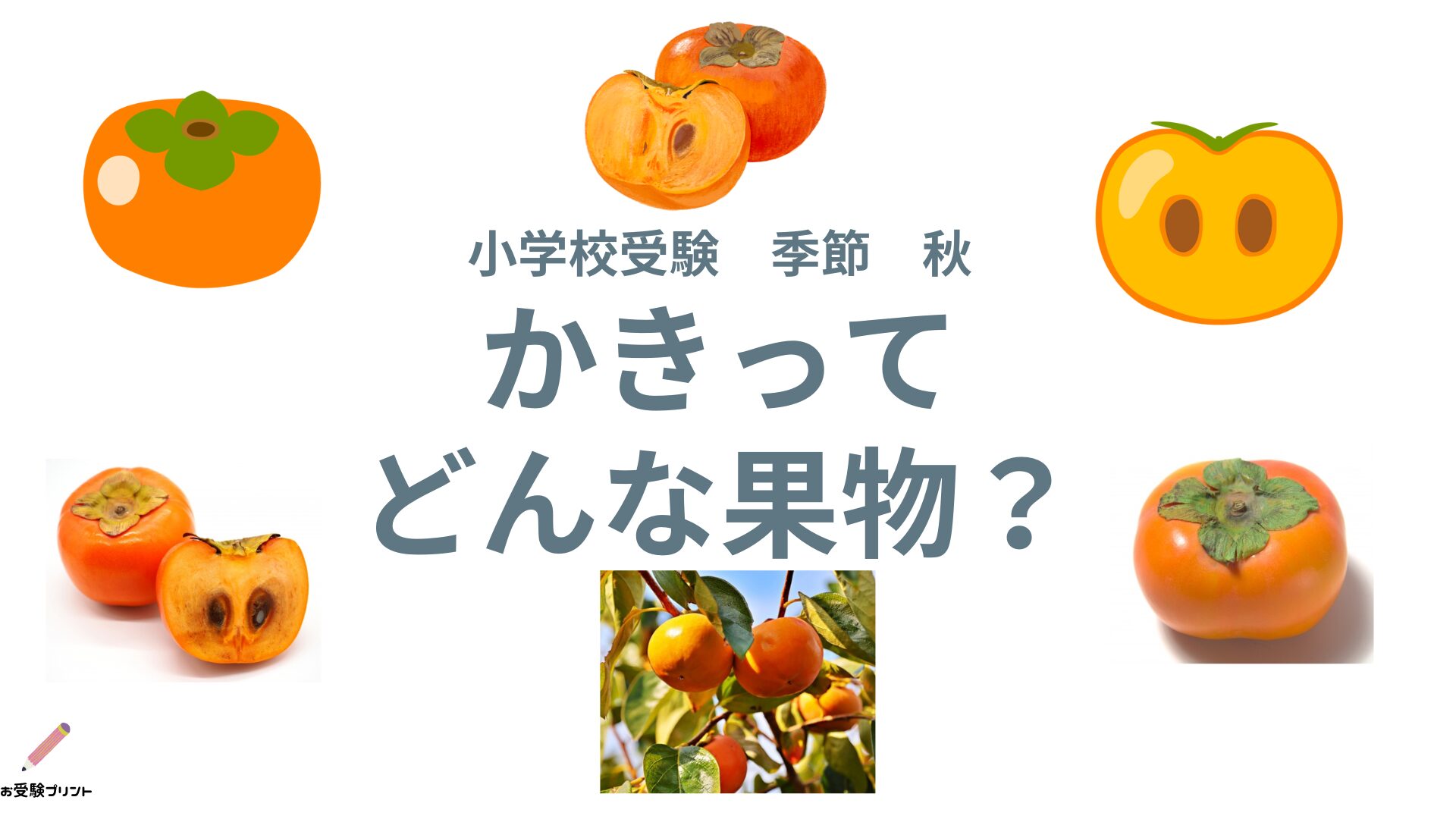 小学校受験_問題_季節_秋_かき柿