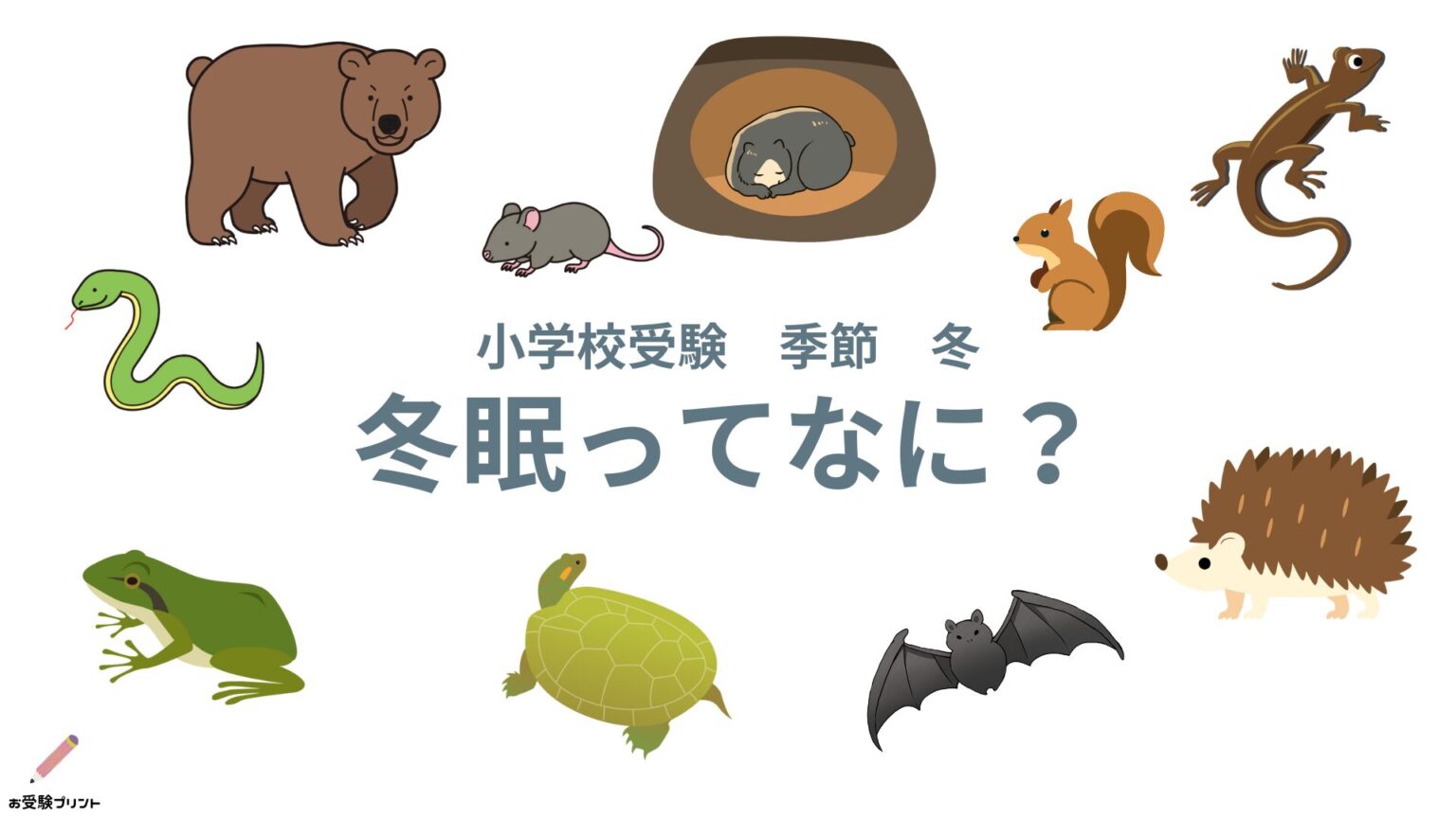 冬の【冬眠】と冬眠する生き物:小学校受験の季節問題でおさえておきたいポイントまとめ | 【無料】お受験プリント